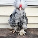 Ready to PICKUP Silkie Pullets/Hens