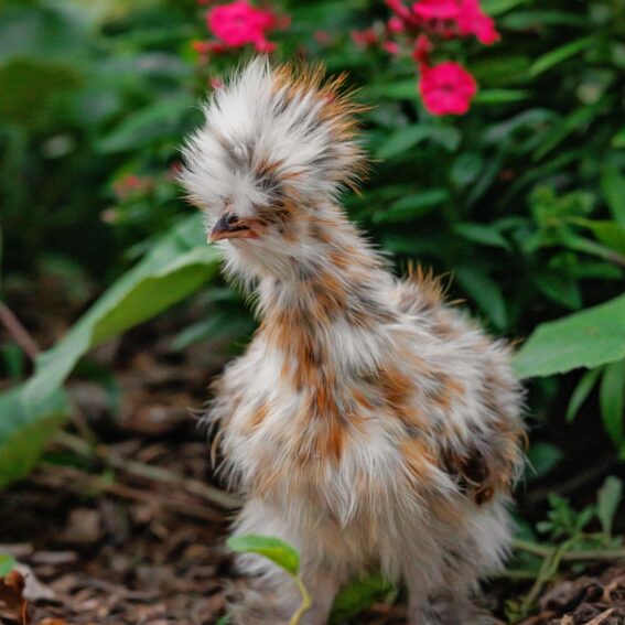 hen silkie