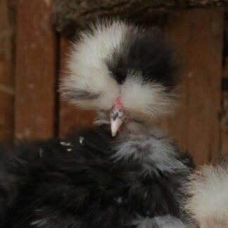 black mottled silkie showgirl for sale