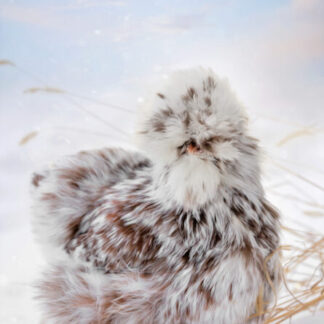Silkies for sale