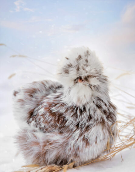 Silkies for sale