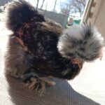Ready to PICKUP Silkie Pullets/Hens