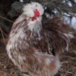 Ready to PICKUP Silkie Pullets/Hens
