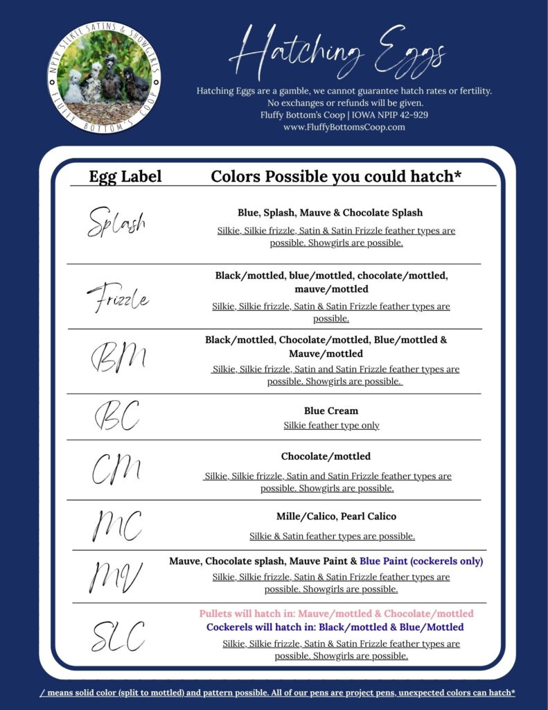 Silkie hatching eggs