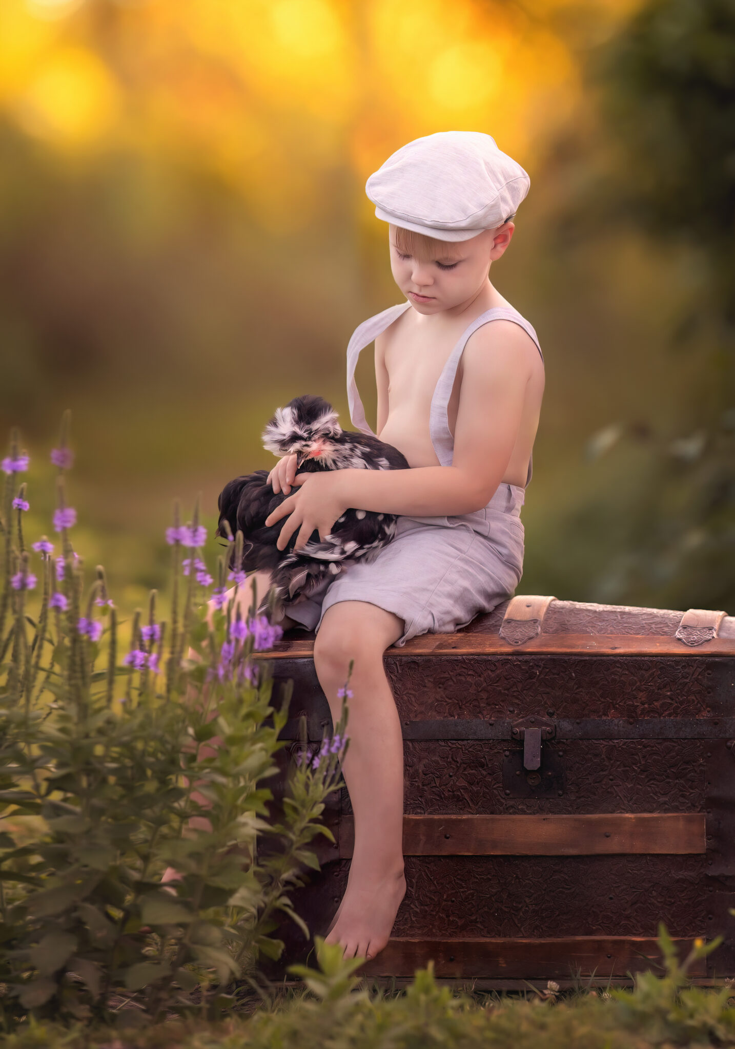 silkie chickens for sale