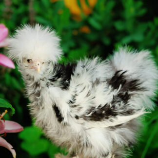 Ready to PICKUP Silkie Pullets/Hens