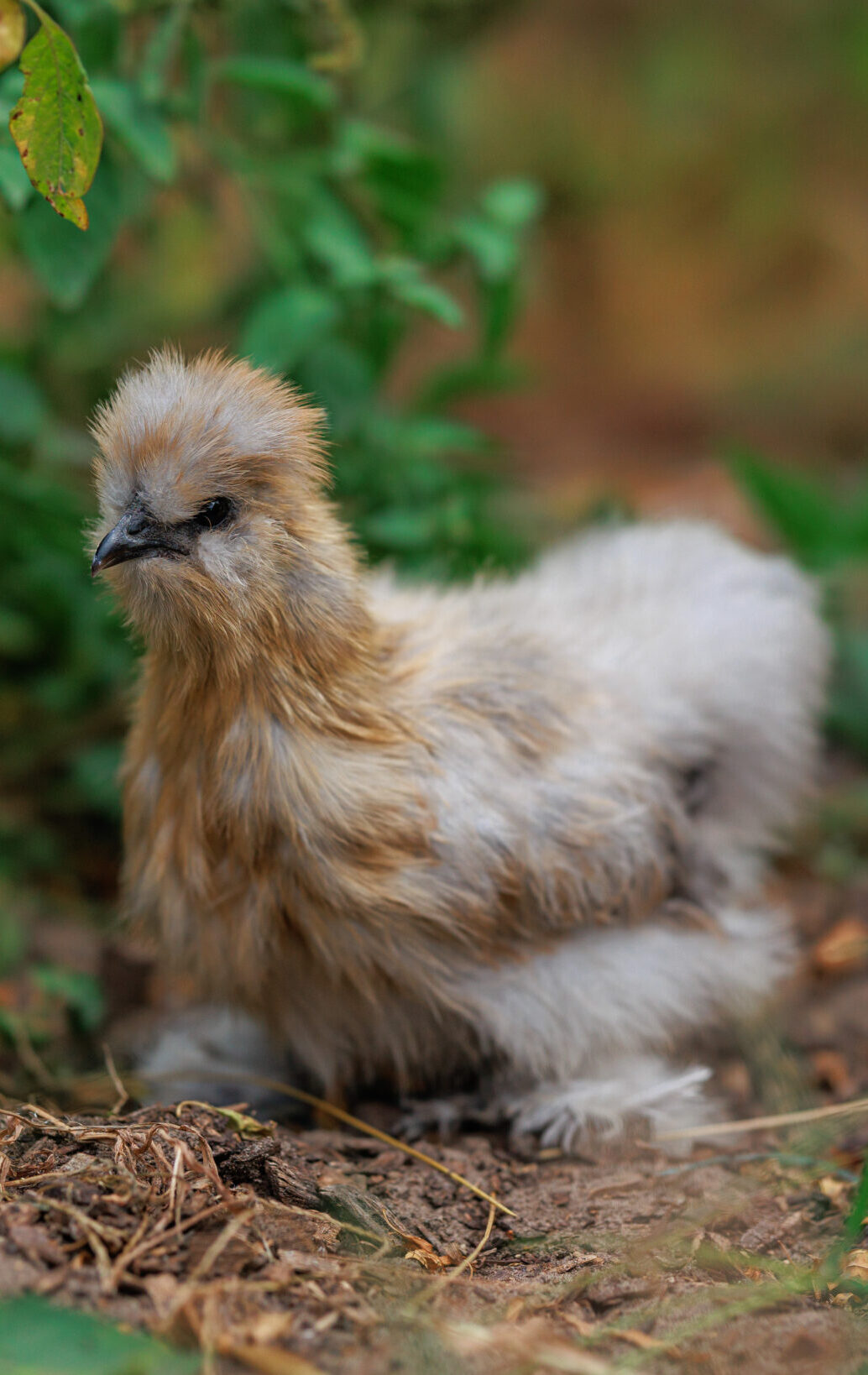 blue buff silkie