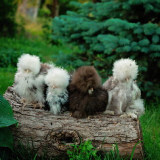 Mottled & Mille Hatching Eggs Dozen